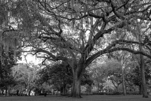 Oak Tree at Forsyth Park   Savannah 03209